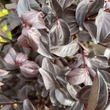 Kép 3/3 - Lagerstroemia indica BLACK DIAMONDS 'Purely Purple'® – Kínai selyemmirtusz
