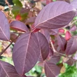 Kép 3/6 - Lagerstroemia indica x fauriei 'Comanche' – Kínai selyemmirtusz (lazacszínű)