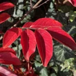 Kép 4/6 - Lagerstroemia indica x fauriei 'Comanche' – Kínai selyemmirtusz (lazacszínű)