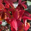 Kép 5/6 - Lagerstroemia indica x fauriei 'Comanche' – Kínai selyemmirtusz (lazacszínű)