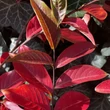 Kép 6/6 - Lagerstroemia indica x fauriei 'Comanche' – Kínai selyemmirtusz (lazacszínű)