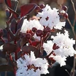 Kép 1/2 - Lagerstroemia indica Black Diamond® (syn.: Black Solitaire) 'Pure White'® (syn.: 'Ebony and Ivory) - Kínai selyemmirtusz