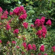 Kép 2/3 - Lagerstroemia indica 'Red Imperator' - Kínai selyemmirtusz