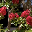 Kép 3/3 - Lagerstroemia indica 'Red Imperator' - Kínai selyemmirtusz