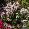 Kép 2/2 - Lagerstroemia indica 'With Love Babe'® – Kínai selyemmirtusz