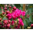 Kép 3/4 - Lagerstroemia indica 'Liget Paprika' – Kínai selyemmirtusz - képek rendelés vásárlás a Megyeri Szabolcs Kertészeti webáruházban.