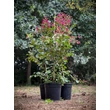 Kép 2/4 - Lagerstroemia indica 'Liget Paprika' – Kínai selyemmirtusz - képek rendelés vásárlás a Megyeri Szabolcs Kertészeti webáruházban.