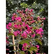Kép 1/4 - Lagerstroemia indica 'Liget Paprika' – Kínai selyemmirtusz