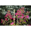 Kép 4/4 - Lagerstroemia indica 'Liget Paprika' – Kínai selyemmirtusz - képek rendelés vásárlás a Megyeri Szabolcs Kertészeti webáruházban.