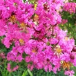 Kép 2/2 - Lagerstroemia 'Pecharmant' – Kínai selyemmirtusz