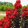 Kép 1/2 - Lagerstroemia BLACK DIAMONDS 'Red Hot'® – Kínai selyemmirtusz