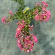 Kép 3/3 - Lagerstroemia 'Tourne' – Kínai selyemmirtusz