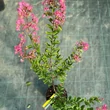 Kép 2/3 - Lagerstroemia 'Tourne' – Kínai selyemmirtusz