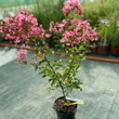 Kép 1/3 - Lagerstroemia 'Tourne' – Kínai selyemmirtusz