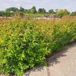 Kép 2/2 - Ligustrum lucidum 'Green Screen' – Fényeslevelű fagyal