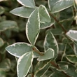 Kép 1/3 - Ligustrum ovalifolium 'Argenteum (Silver)' - Fehér-tarka levelű fagyal