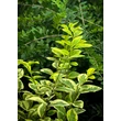 Kép 2/3 - Ligustrum ovalifolium 'Aureomarginatum' – Arany levélszélű fagyal - képek rendelés vásárlás a Megyeri Szabolcs Kertészeti webáruházban.