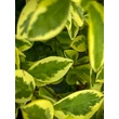 Kép 3/3 - Ligustrum ovalifolium 'Aureomarginatum' – Arany levélszélű fagyal - képek rendelés vásárlás a Megyeri Szabolcs Kertészeti webáruházban.