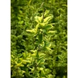 Kép 1/4 - Ligustrum ovalifolium 'Aureum' - Aranytarka levelű fagyal
