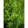 Kép 4/4 - Ligustrum ovalifolium 'Aureum' - Aranytarka levelű fagyal - képek rendelés vásárlás a Megyeri Szabolcs Kertészeti webáruházban.