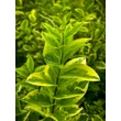 Kép 3/4 - Ligustrum ovalifolium 'Aureum' - Aranytarka levelű fagyal - képek rendelés vásárlás a Megyeri Szabolcs Kertészeti webáruházban.