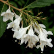 Kép 2/2 - Weigela 'Candida' – Hófehér virágú rózsalonc