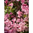 Kép 2/4 - Weigela 'Pink Poppet' – Rózsaszín virágú rózsalonc - képek rendelés vásárlás a Megyeri Szabolcs Kertészeti webáruházban