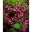 Kép 10/10 - Weigela 'Pink Poppet' – Rózsaszín virágú rózsalonc - képek rendelés vásárlás a Megyeri Szabolcs Kertészeti webáruházban