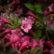 Kép 3/10 - Weigela 'Pink Poppet' – Rózsaszín virágú rózsalonc - képek rendelés vásárlás a Megyeri Szabolcs Kertészeti webáruházban