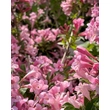 Kép 4/4 - Weigela 'Pink Poppet' – Rózsaszín virágú rózsalonc - képek rendelés vásárlás a Megyeri Szabolcs Kertészeti webáruházban