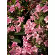 Kép 3/4 - Weigela 'Pink Poppet' – Rózsaszín virágú rózsalonc - képek rendelés vásárlás a Megyeri Szabolcs Kertészeti webáruházban