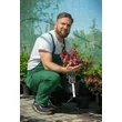 Kép 2/10 - Weigela 'Pink Poppet' – Rózsaszín virágú rózsalonc - képek rendelés vásárlás a Megyeri Szabolcs Kertészeti webáruházban