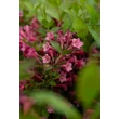 Kép 5/10 - Weigela 'Pink Poppet' – Rózsaszín virágú rózsalonc - képek rendelés vásárlás a Megyeri Szabolcs Kertészeti webáruházban