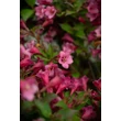 Kép 7/10 - Weigela 'Pink Poppet' – Rózsaszín virágú rózsalonc - képek rendelés vásárlás a Megyeri Szabolcs Kertészeti webáruházban