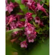 Kép 9/10 - Weigela 'Pink Poppet' – Rózsaszín virágú rózsalonc - képek rendelés vásárlás a Megyeri Szabolcs Kertészeti webáruházban