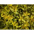 Kép 3/3 - Abelia grandiflora 'Kaleidoscope' – Tárnicslonc - képek rendelés vásárlás a Megyeri Szabolcs Kertészeti webáruházban.