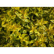 Kép 3/3 - Abelia grandiflora 'Kaleidoscope' – Tárnicslonc - képek rendelés vásárlás a Megyeri Szabolcs Kertészeti webáruházban.