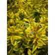 Kép 1/3 - Abelia grandiflora 'Kaleidoscope' – Tárnicslonc