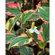 Kép 1/3 - Houttuynia cordata 'Chameleon' – Kaméleonlevél