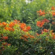 Kép 2/2 - Lonicera henry 'Copper Beauty'® – Örökzöld futólonc