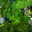 Kép 5/5 - Lonicera japonica 'Aureoreticulata' - Tarka levelű japán futólonc (fehér-sárga)