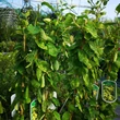 Kép 4/5 - Lonicera japonica 'Aureoreticulata' - Tarka levelű japán futólonc (fehér-sárga)