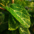 Kép 3/5 - Lonicera japonica 'Aureoreticulata' - Tarka levelű japán futólonc (fehér-sárga)