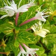 Kép 1/5 - Lonicera japonica 'Aureoreticulata' - Tarka levelű japán futólonc (fehér-sárga)