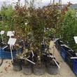 Kép 5/5 - Lonicera japonica 'Pink Aperitif' – Japán futólonc