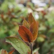Kép 2/5 - Lonicera japonica 'Pink Aperitif' – Japán futólonc