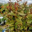 Kép 4/5 - Lonicera japonica 'Pink Aperitif' – Japán futólonc