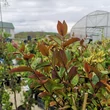 Kép 3/5 - Lonicera japonica 'Pink Aperitif' – Japán futólonc