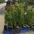 Kép 5/5 - Lonicera japonica 'Halliana' - Japán futólonc