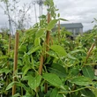 Kép 2/5 - Lonicera japonica 'Halliana' - Japán futólonc